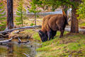 Bison Bull Along the Firehole River
