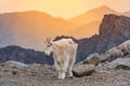 Mountain Goat Sunset