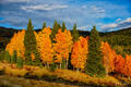 Aspen Orange