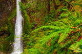 Marymere Falls Ferns