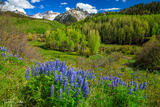 Lupines #2