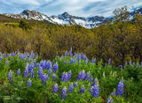 Lupines #3