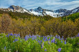 Lupines #4