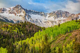 Spring Aspens #1
