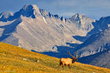 Bull Elk and Longs Peak print