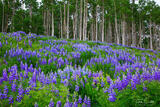 Lupines #6