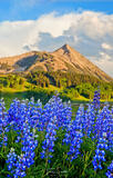 Lupines #5
