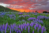 Lupines #7
