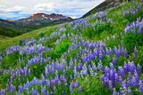 Lupines #9