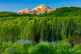 Lupines #10