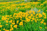 Flowery Hillside #1