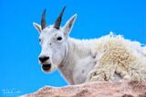 Mountain goat, Mount Evans, Colorado print