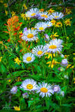 Showy Daisies Bouquet