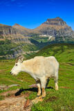 Mountain Goat