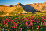 Indian Paintbrush Blooms on Indian Trail Ridge