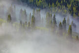 Fog Drifting Through the Forest