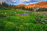Flowers Along the West Branch