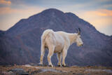 Mountain Goat & Mount Bierstadt