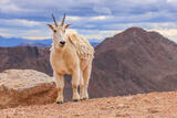 Mountain Goat & Mount Bierstadt