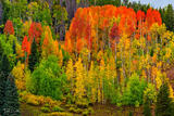 Gore Range Fall Aspens