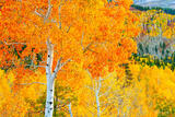 Autumn Aspens in the Wasatch