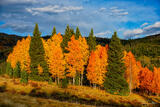 Aspen Orange