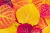 Aspen Leaf Detail