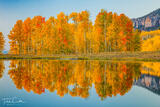 Twilight Aspen Reflection