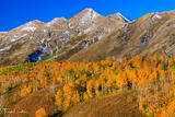 Mount Nebo Aspens