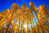 Aspen Sunburst
