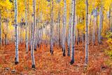Quiet Aspen Forest