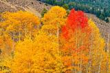 Autumn Color Along the Colorado Trail