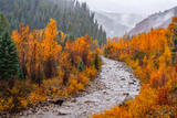 Anthracite Creek Autumn Gold
