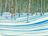 Aspens & Shadows