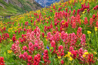 Wildflowers on Stony Pass print