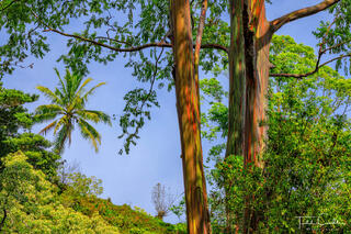 Rainbow Eucalyptus & Palm Tree