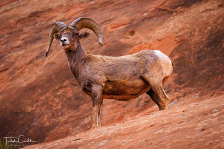 Desert Bighorn Ram