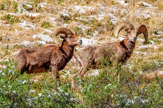a photo of two bighorn sheep in clear creek canyon in golden colorado