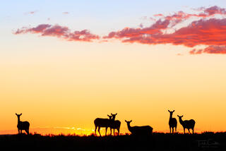 Sunset Silhouette Elk