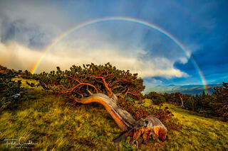 Bristlecone Rainbow print