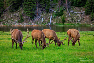 Nature's Lawn Mowers