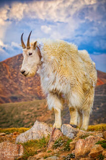 Mountain Goat Sentinel print