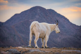 Mountain Goat & Mount Bierstadt