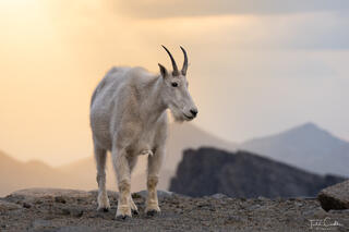Sunset Light & Mountain Goat
