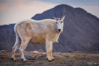 Curious Mountain Goat & Mount Bierstadt