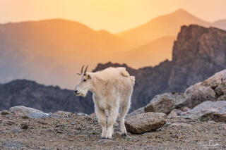 Mountain Goat Sunset