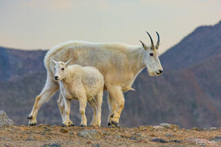 Mama & Baby