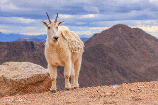 Mountain Goat & Mount Bierstadt