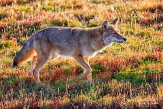 Coyote on the Prowl print