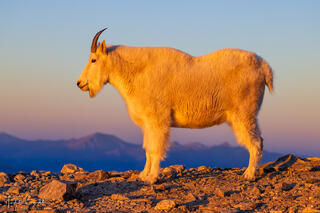 Sunrise Mountain Goat print
